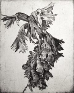 Anemone 1, 2020, Copper etching on cotton rag paper, Ed. 50 5 x 4” (image), 10 x 8” (paper)