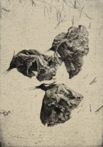 Lisianthus, 2022, Copper etching on Japanese paper (chine-collé on cotton rag paper), Ed. 50 5 x 7” (image), 9 x 12” (paper)