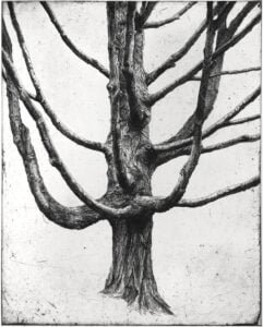 Sugar Maple III, 2020, Copper etching on cotton rag paper, Ed. 50 8 x 10” (image), 12 x 16” (paper)